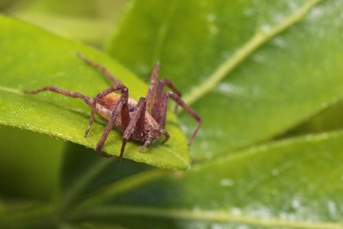 Philodromus sp.